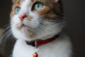 Cat wearing a collar with a bell