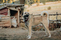 Dog wearing a collar