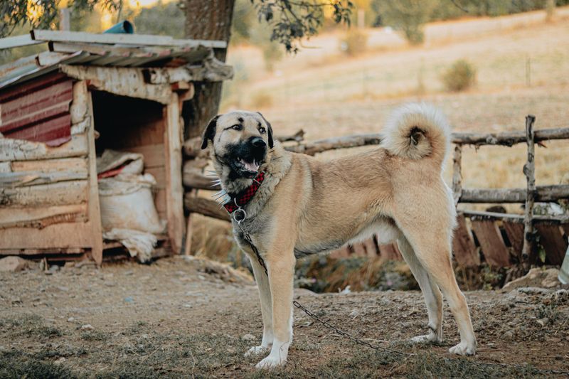 Dog wearing a collar