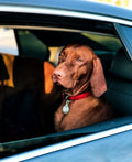 Dog sitting inside a car