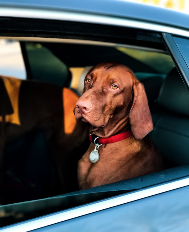 Dog sitting inside a car