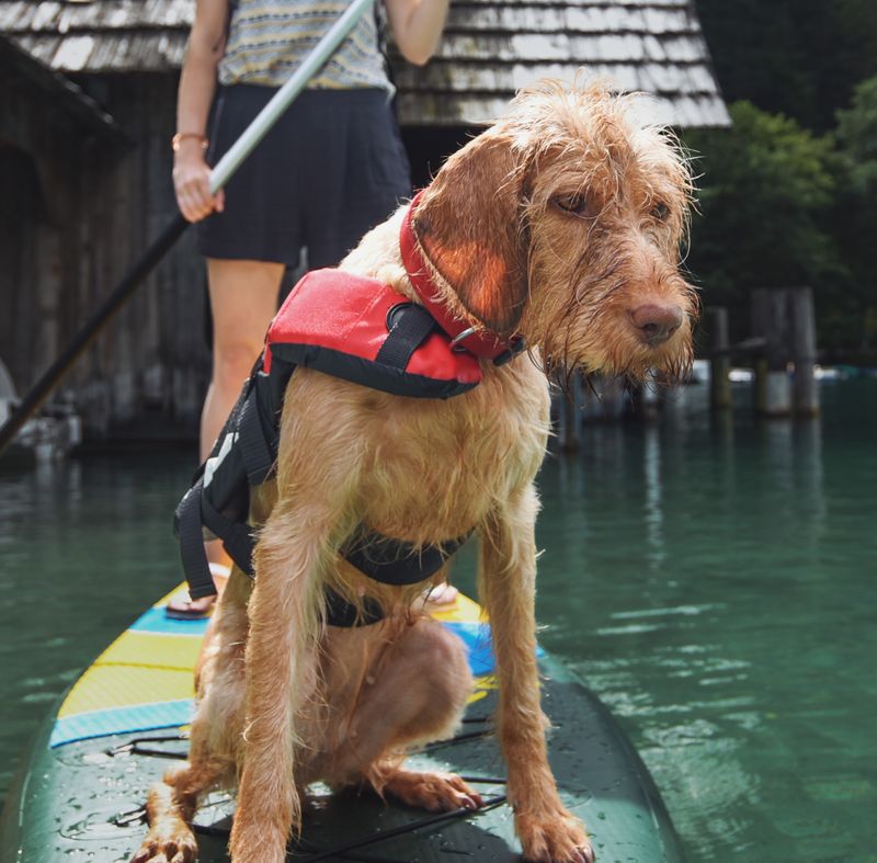 Dog wearing a life jacket on a paddle board