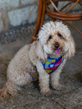 Dog wearing a colorful bandana