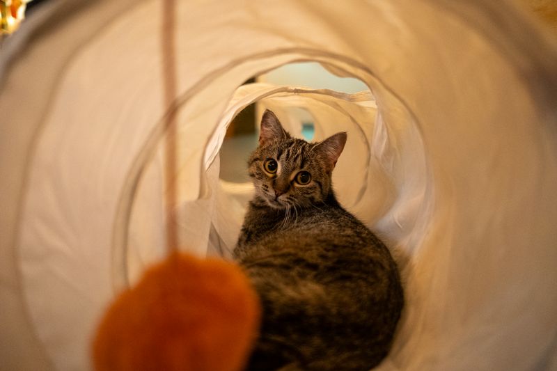 Cat playing inside a fabric tunnel toy