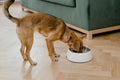 Dog eating from a raised bowl